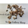 Ceylon Gooseberry Seeds (Dovyalis hebecarpa) | Seeds Shop Store