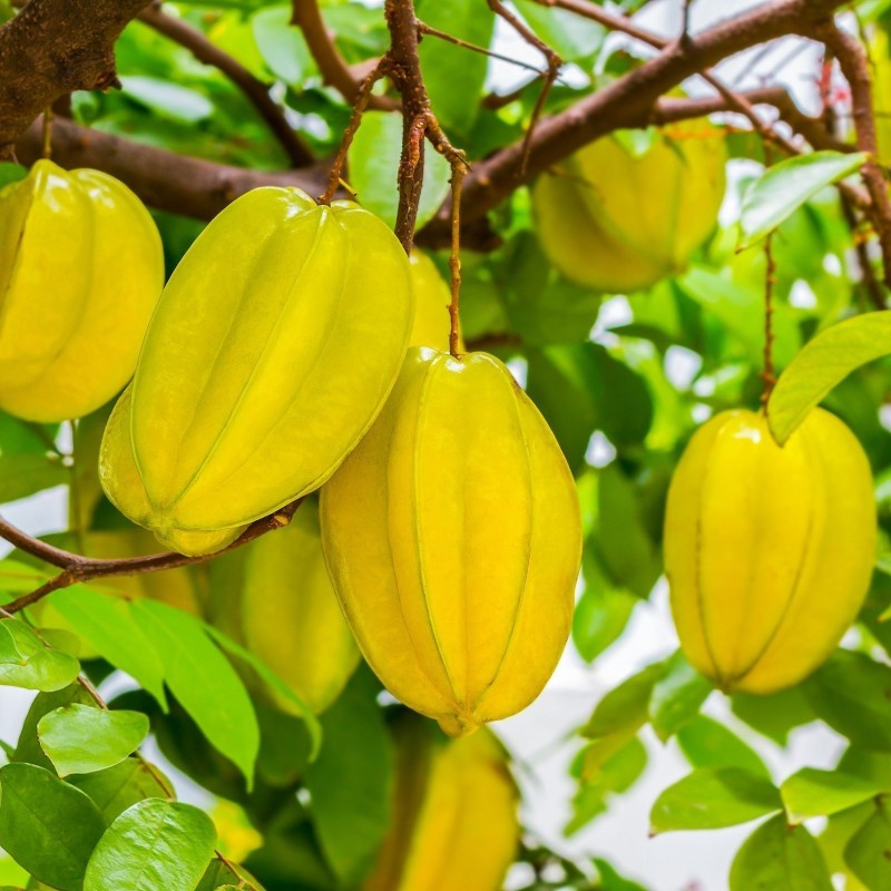 "Stjärnfrukt" Frön Averrhoa Carambola Tropical | Seeds Shop Store