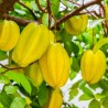 Semi di Carambola - Averrhoa carambola L. | Seeds Shop Store
