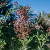 Hennastrauch Samen (Lawsonia inermis) | Seeds Shop Store