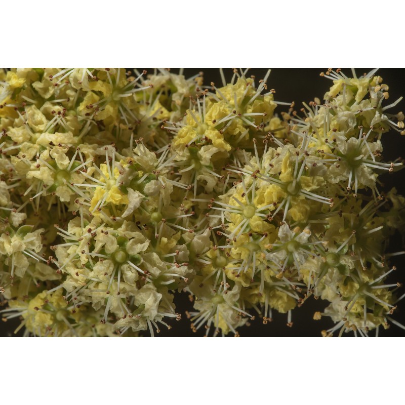 Hennastrauch Samen (Lawsonia inermis) | Seeds Shop Store