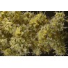 Hennastrauch Samen (Lawsonia inermis) | Seeds Shop Store