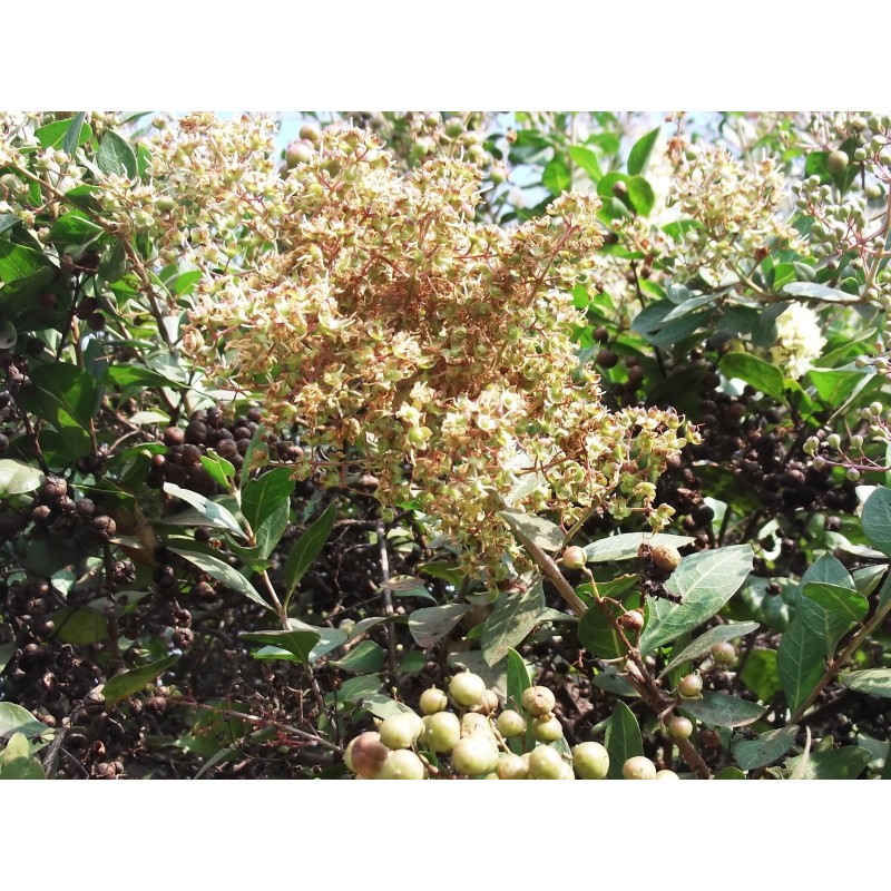 Hennastrauch Samen (Lawsonia inermis) | Seeds Shop Store