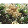 Hennastrauch Samen (Lawsonia inermis) | Seeds Shop Store