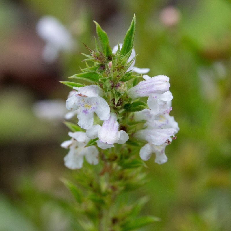 Sementes de segurelha-das-montanhas (Satureja montana) | Seeds Shop Store