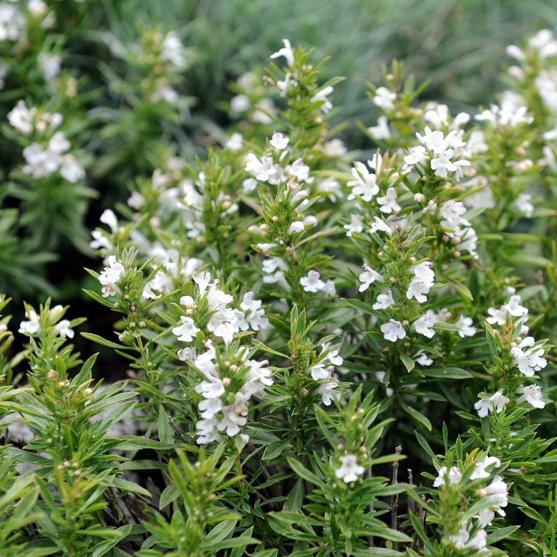 Sementes de segurelha-das-montanhas (Satureja montana) | Seeds Shop Store