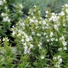 Sementes de segurelha-das-montanhas (Satureja montana) | Seeds Shop Store