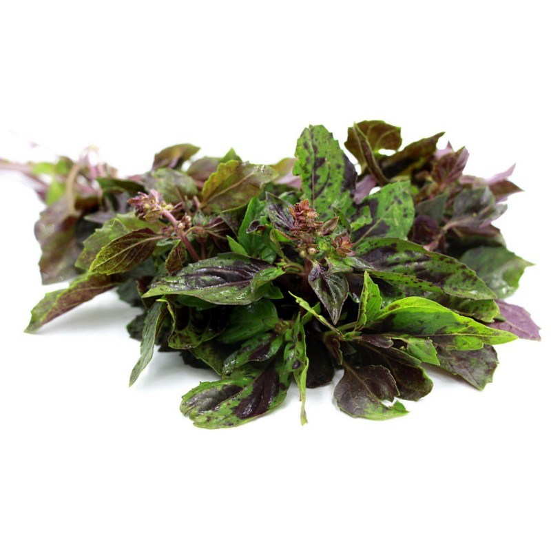 Ararat Basil Seeds (Ocimum basilicum) | Seeds Shop Store