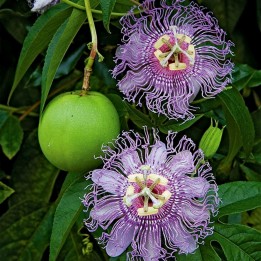 Sementes de flor-da-paixão roxo (Passiflora incarnata) - 1.845