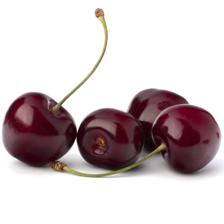 Graines de cerisier des oiseaux (Burlat hâtif) | Seeds Shop Store