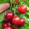Graines de cerisier des oiseaux (Burlat hâtif) | Seeds Shop Store