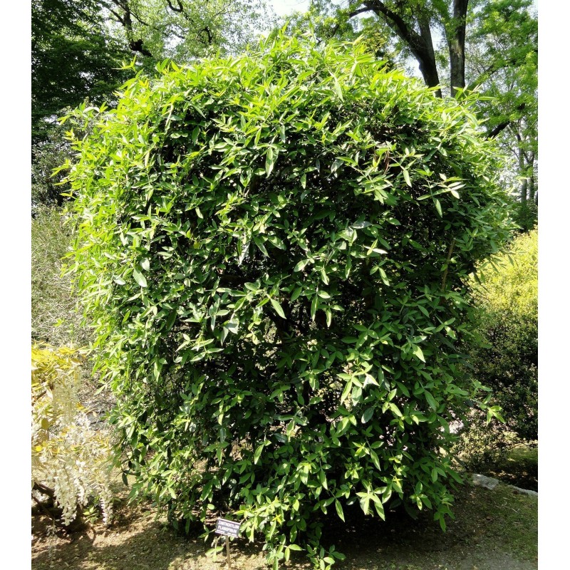 Winged Prickly Ash, Nepal Pepper Samen (Zanthoxylum armatum) | Seeds Shop Store