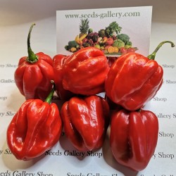 100 Semillas de Chile Habanero Rojo - 4.905
