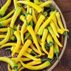150+ Semillas Pimiento chili picante "Amarillo Feferona" - 2.565