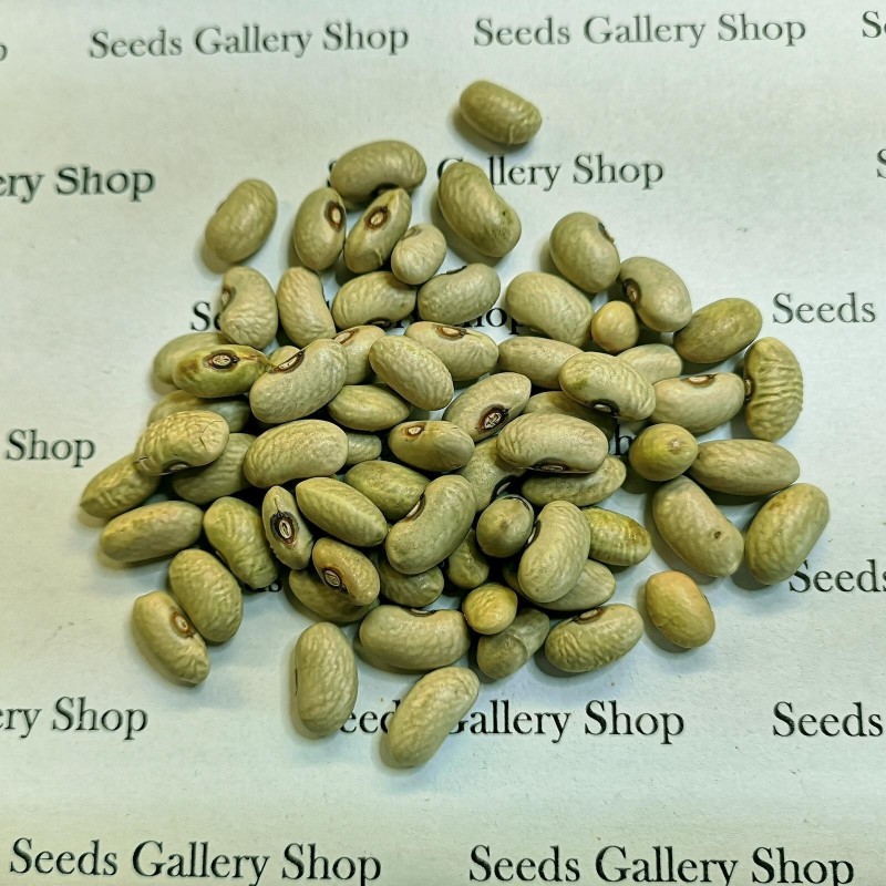 Σπόροι πράσινων φασολιών SLAVONSKI ZELENI | Seeds Shop Store
