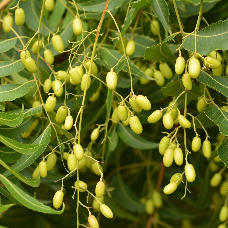 Semillas de Nim, Margosa o Lila India (Azadirachta indica) | Seeds Shop Store