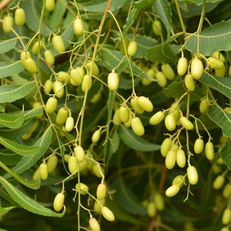 Semillas de Nim, Margosa o Lila India (Azadirachta indica) | Seeds Shop Store