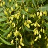 Semi di NEEM (Azadirachta indica) | Seeds Shop Store