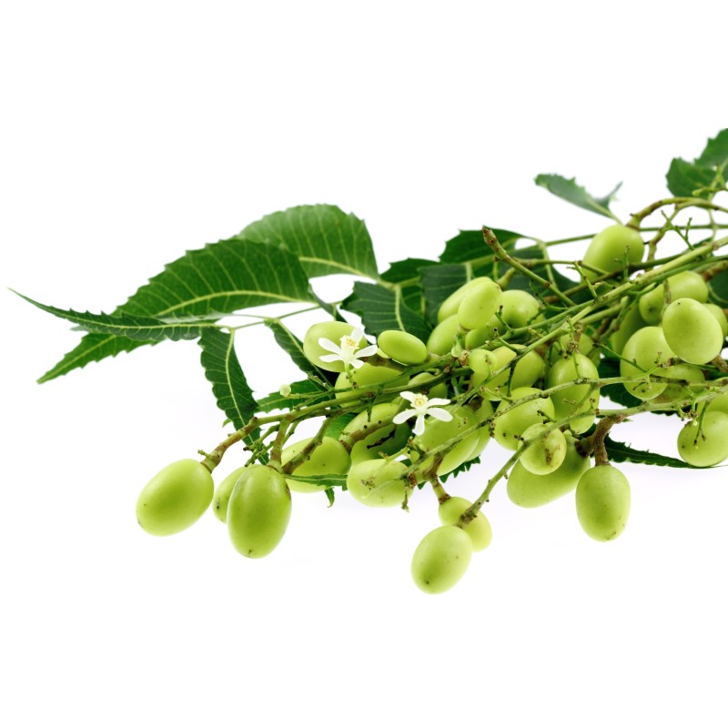Semi di NEEM (Azadirachta indica) | Seeds Shop Store