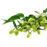 Semi di NEEM (Azadirachta indica) | Seeds Shop Store