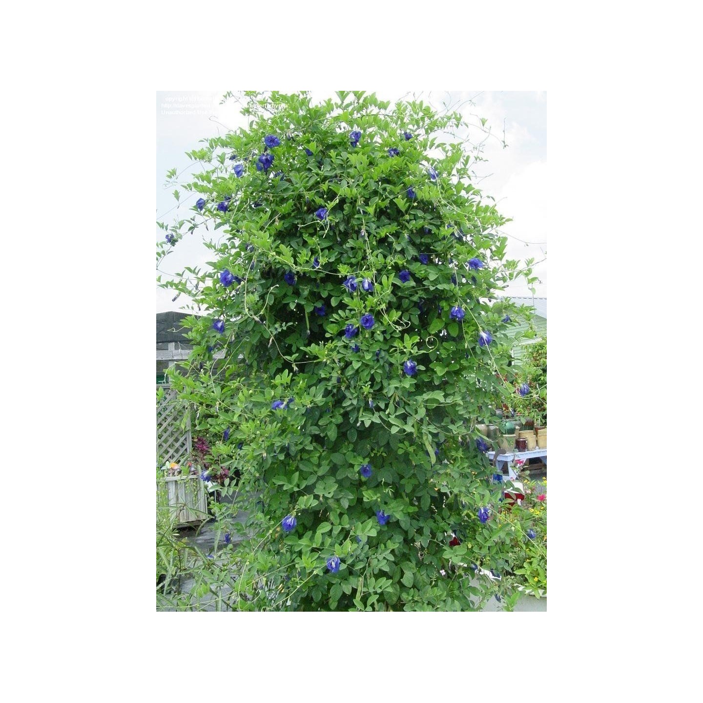 Butterfly Pea, Blue Pea Vine Seeds (Clitoria ternatea) | Heirloom, organic  & exotic seeds | Exotic Seeds Shop