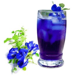 Graines de Liane de Ternate, Pois Bleu (Clitoria ternatea) - 2.385