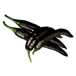 Schwarze Chili Samen Pasilla Bajio - 293.223938