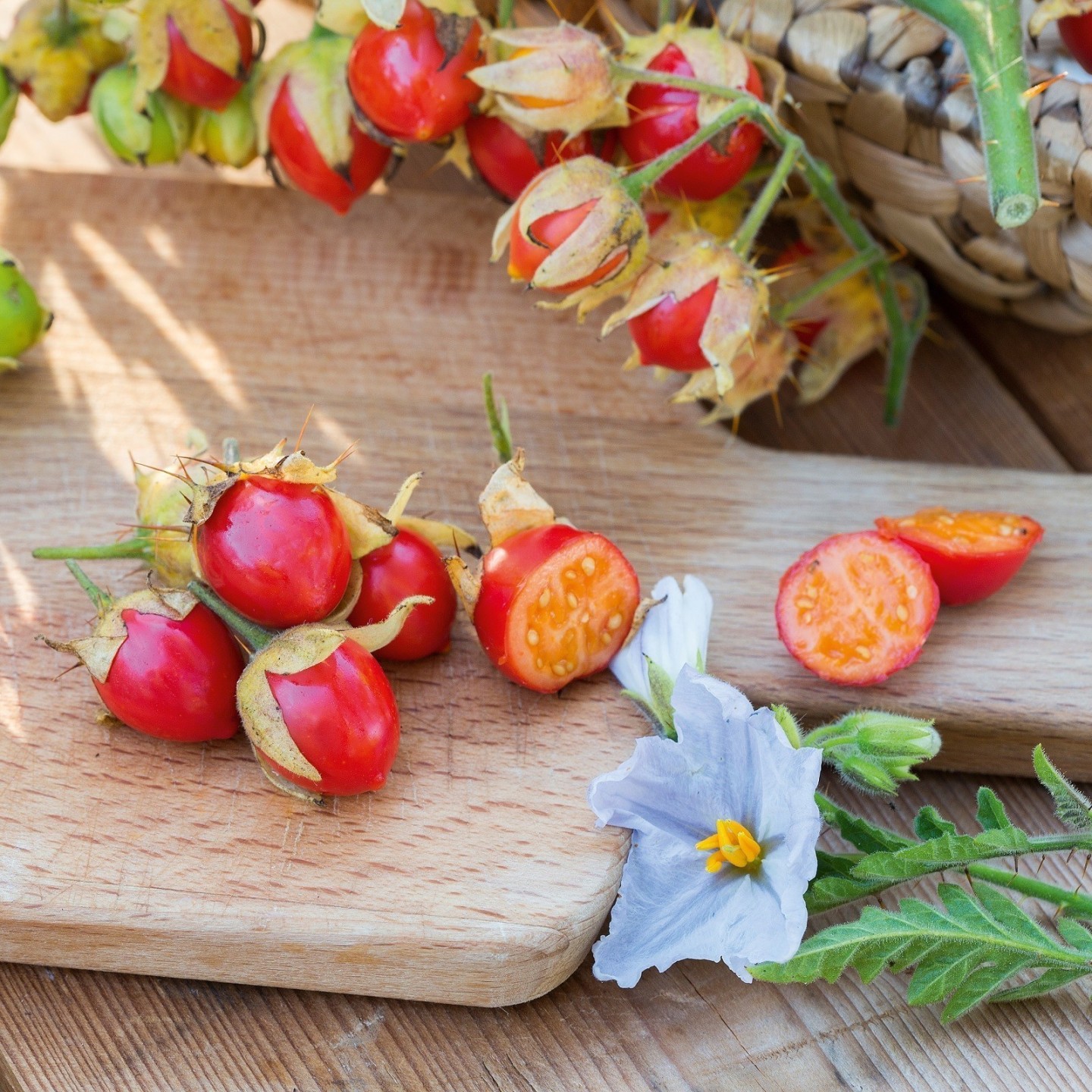 Litchi Tomato 5000 Seeds - Morelle de Balbis | Heirloom, organic ...