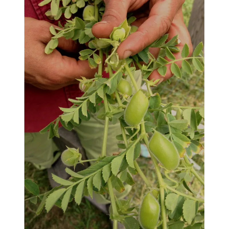 Kichererbse Samen (Cicer arietinum) | Seeds Shop Store