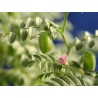 Kichererbse Samen (Cicer arietinum) | Seeds Shop Store