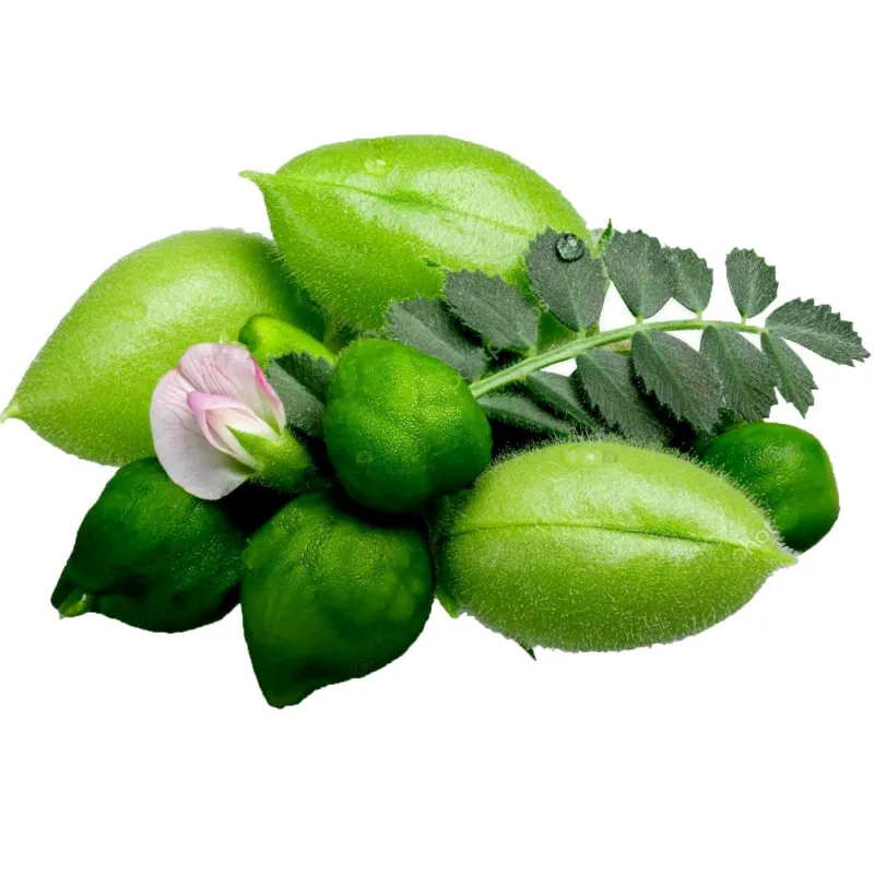 Kichererbse Samen (Cicer arietinum) | Seeds Shop Store