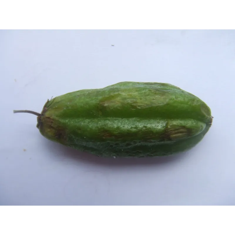 Σπόροι Bilimbi Αγγουρόδεντρο (Averrhoa bilimbi) | Seeds Shop Store