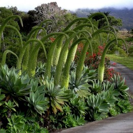 Graines de AGAVE À COU DE CYGNE (Agave attenuata) - 2.655