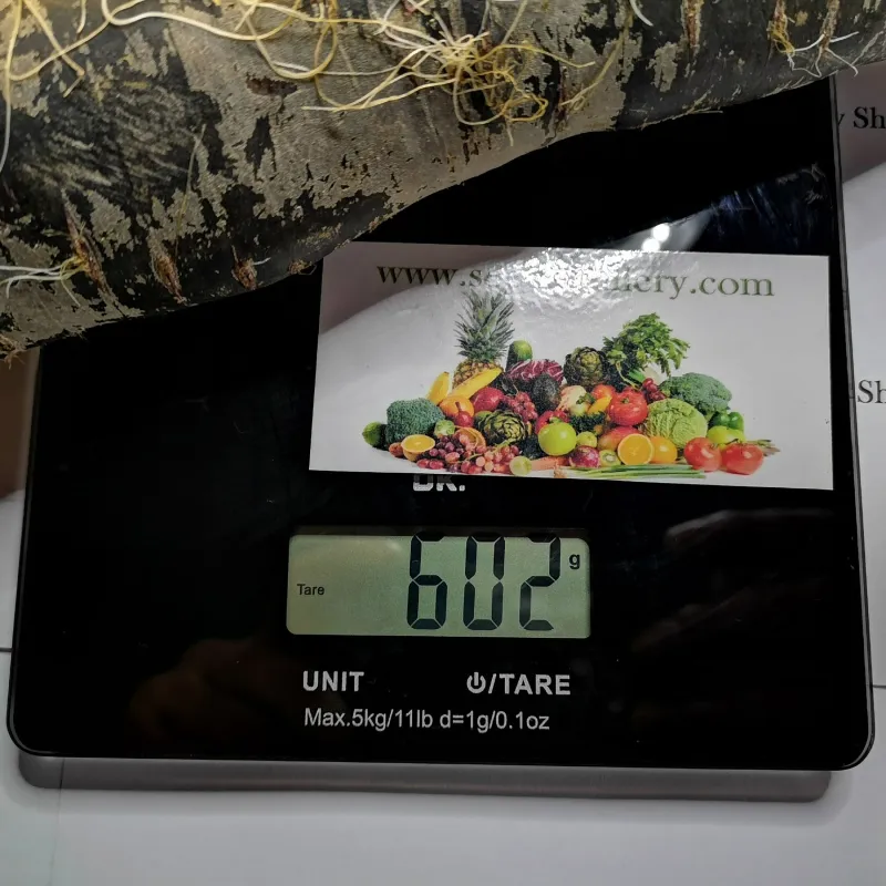 Riesige Karotten Samen Purple Dragon | Seeds Shop Store