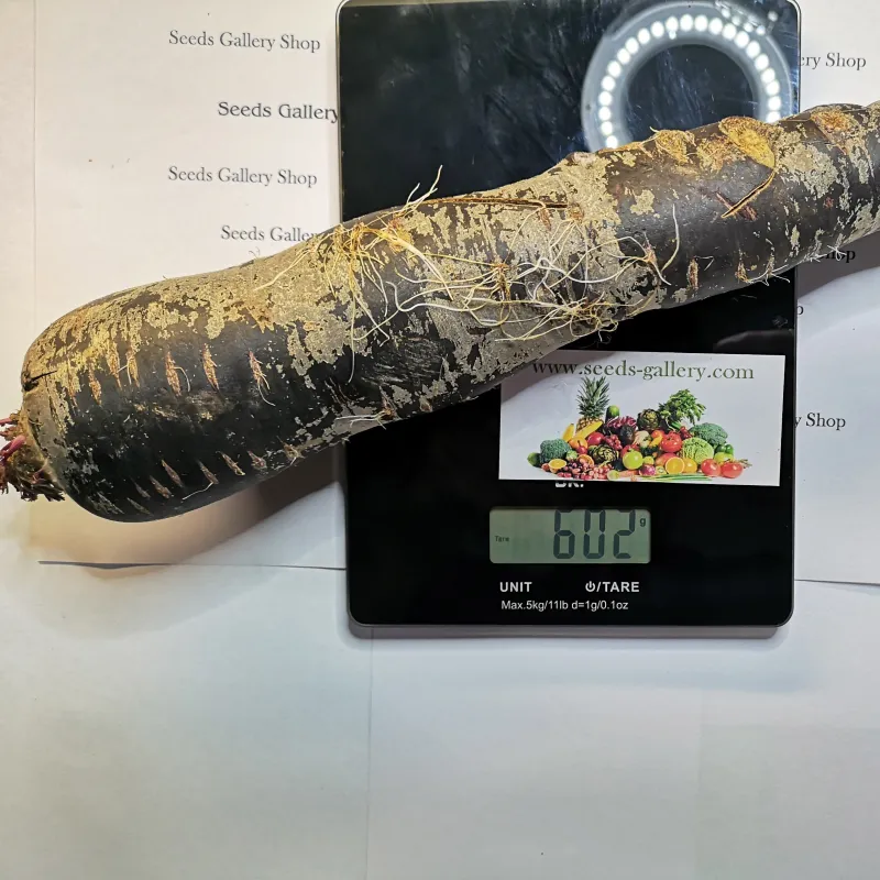 Riesige Karotten Samen Purple Dragon | Seeds Shop Store