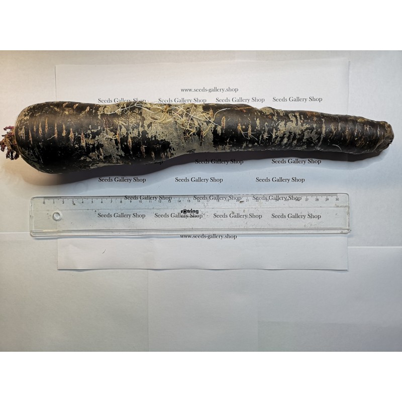 Graines de carotte géantes Purple Dragon | Seeds Shop Store