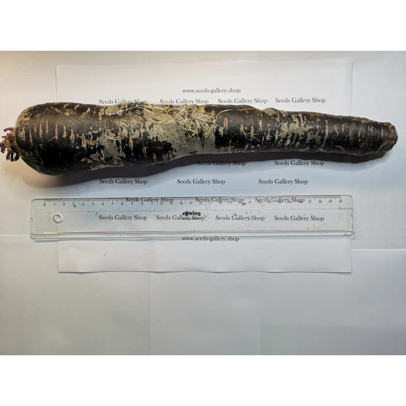 Riesige Karotten Samen Purple Dragon | Seeds Shop Store