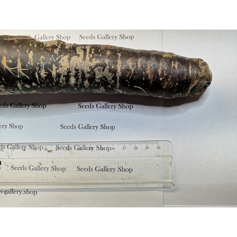 Graines de carotte géantes Purple Dragon | Seeds Shop Store