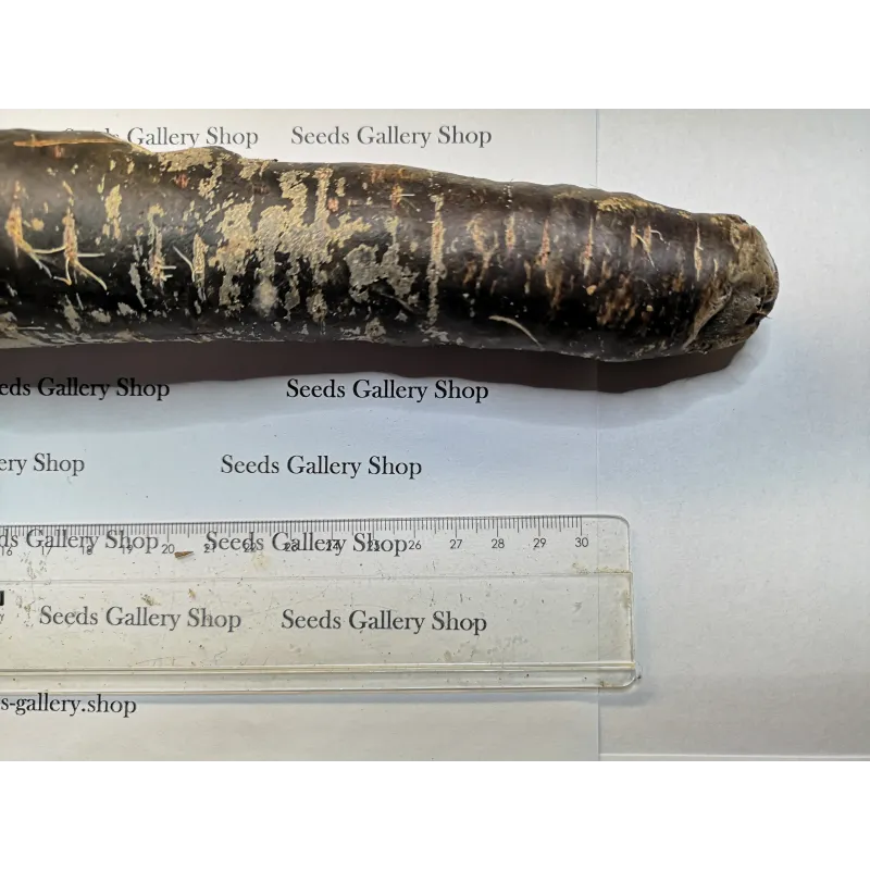 Riesige Karotten Samen Purple Dragon | Seeds Shop Store