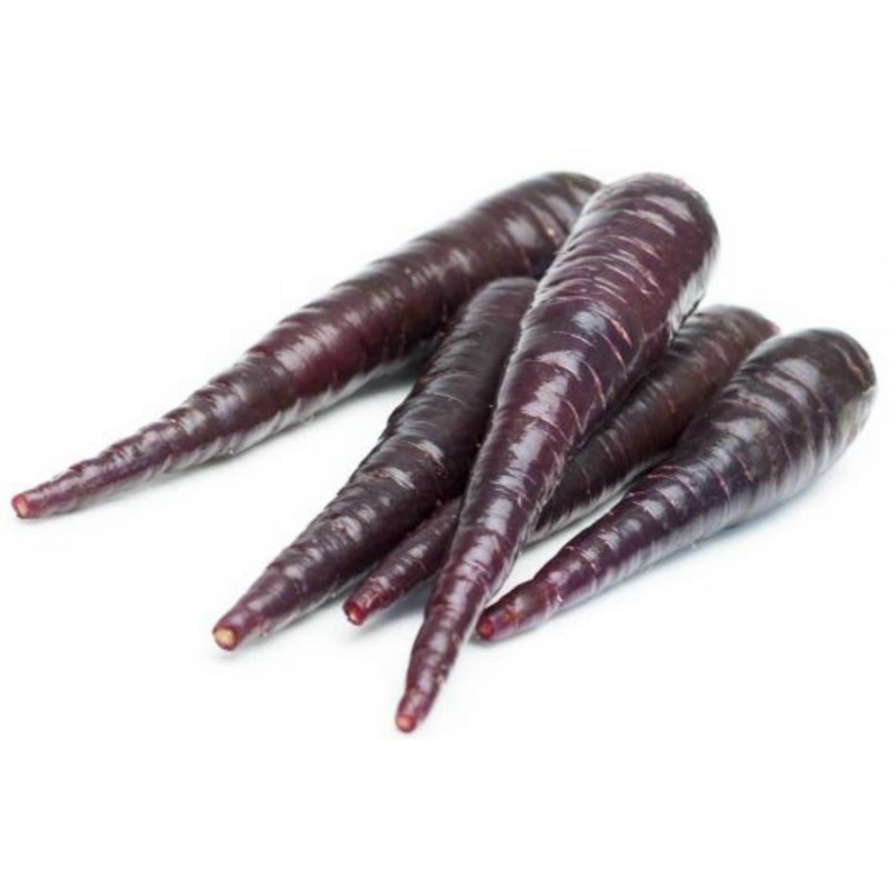 Riesige Karotten Samen Purple Dragon | Seeds Shop Store