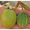 Hristov Venac Seme Passiflora maliformis | Seeds Shop Store