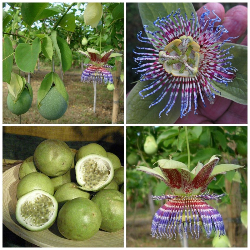 Hristov Venac Seme Passiflora maliformis | Seeds Shop Store
