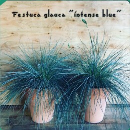 Blue Grass Seeds Festuca Glauca Intense Blue - 1.665