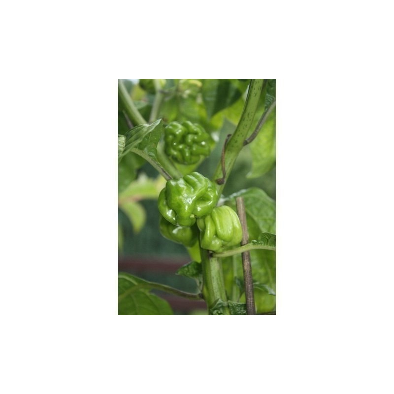Habanero Senegal Seeds | Seeds Shop Store