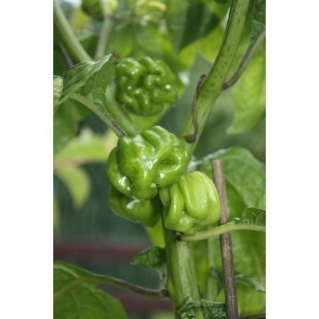 Habanero Senegal Seeds | Seeds Shop Store