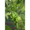 Habanero Senegal Seeds | Seeds Shop Store