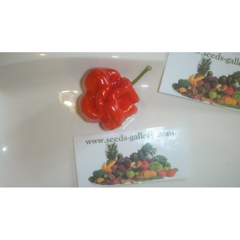 Habanero Senegal Seeds | Seeds Shop Store