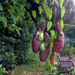 Graines de Aristoloches (Aristolochia gigantea) - 287.359459