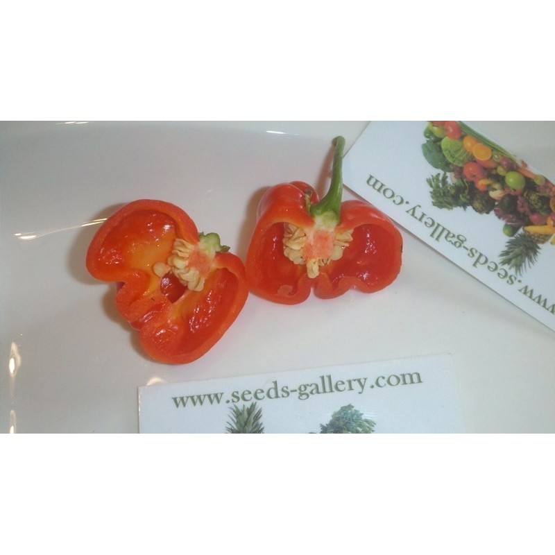 Semillas de Pimientos Picantes de Senegal | Seeds Shop Store