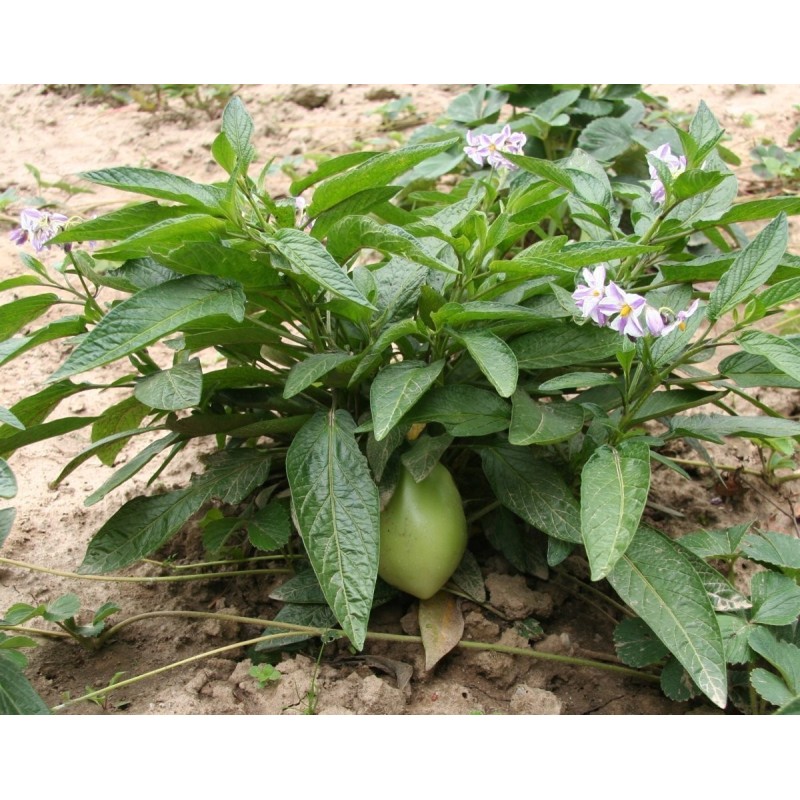 Pepino Dulce, Melon Pear Seeds (Solanum muricatum) | Seeds Shop Store